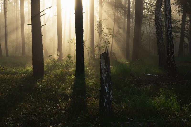 Свет в лесу фото превью