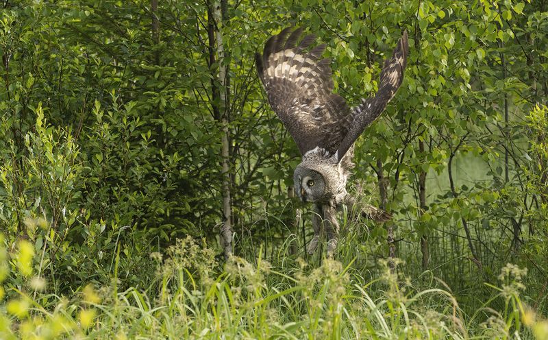 Взлёт из кустов :) фото превью