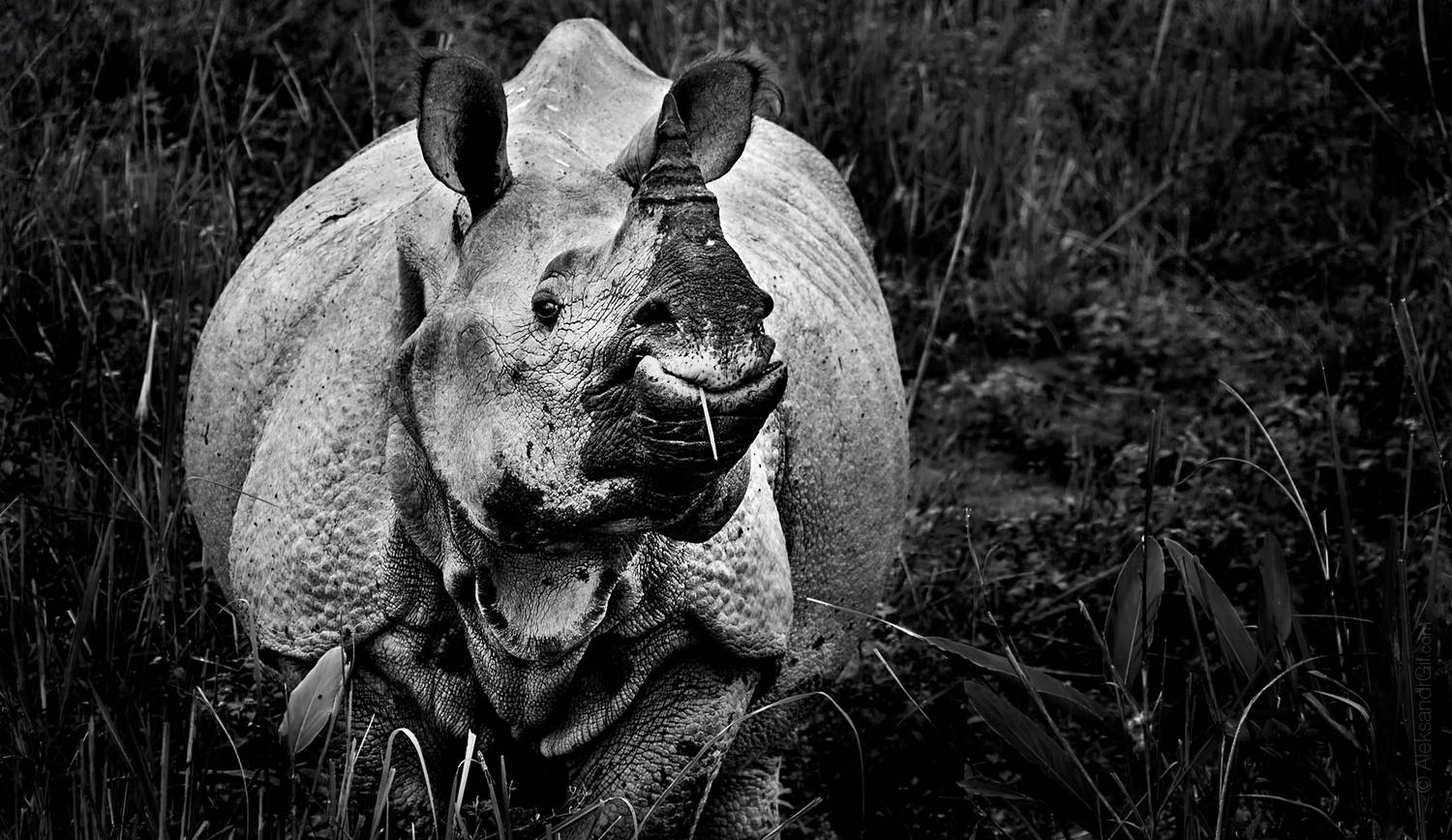 носорог, индия, дикие животные, india, rhino, Гиль Александр
