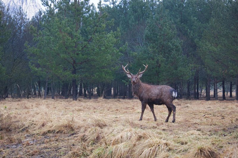 Благородные фото превью