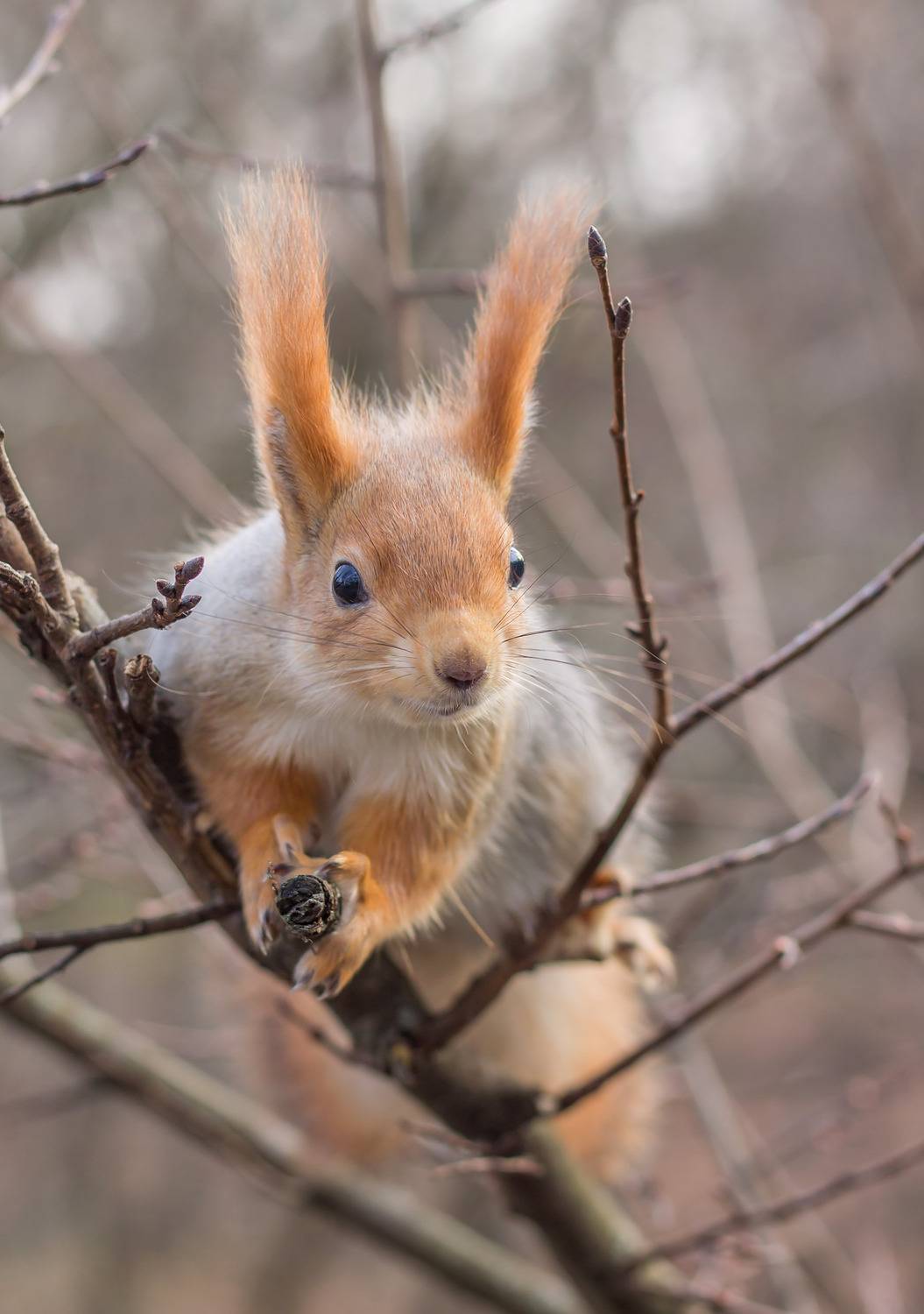 , Чепленко Алексей