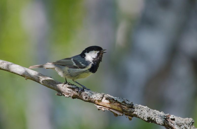 московка, синица, птица, птицы, лес, лето, новосибирск Московкина песня фото превью
