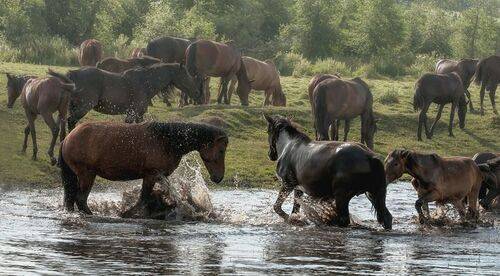Купание лошадей