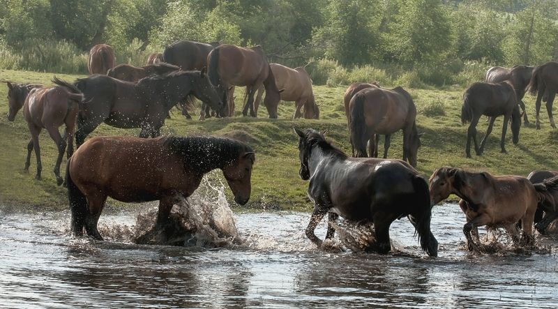 животные, лошади, башкирия, пруд, лето Купание лошадей фото превью