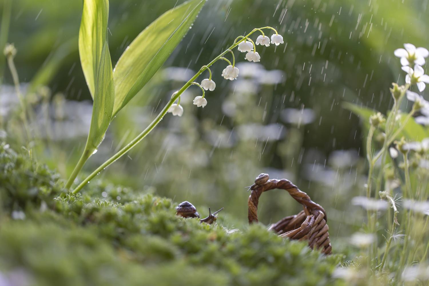 лето, дождь, улитки, Татьяна Феденкова