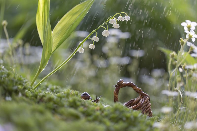 лето, дождь, улитки Просто летний дождь пошел.... фото превью