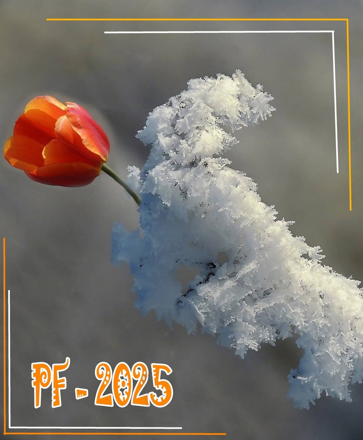 , Савоцкий Роман