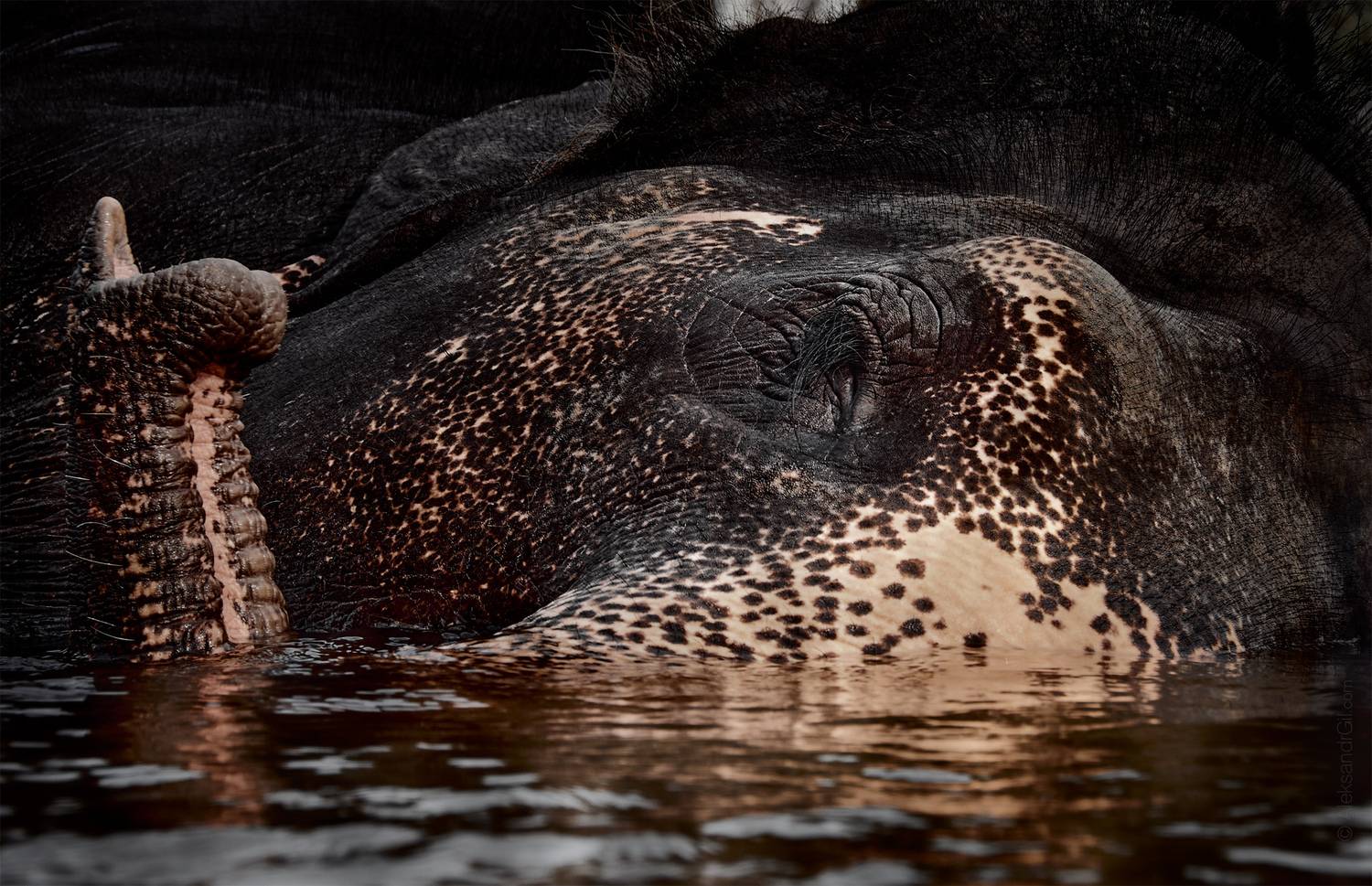 слон, elephant, india, индия, Гиль Александр