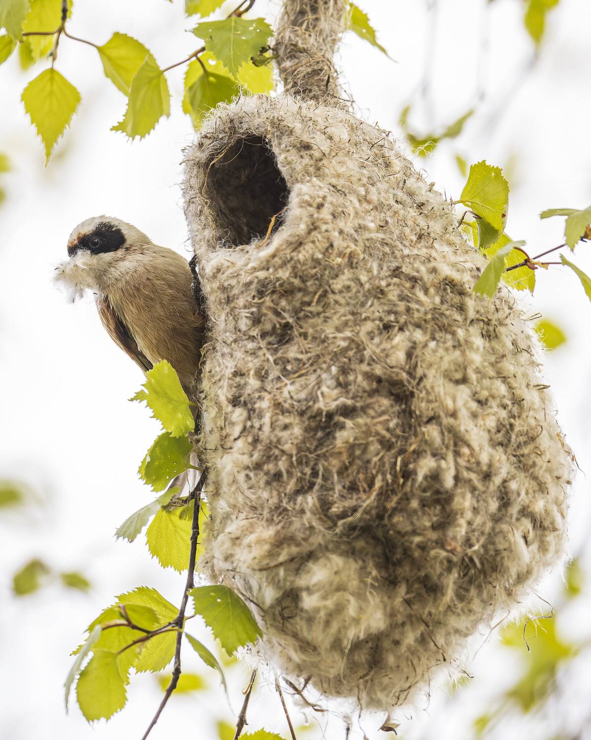 весна, птицы, гнездо, ремез, стройка, Руслан Pl