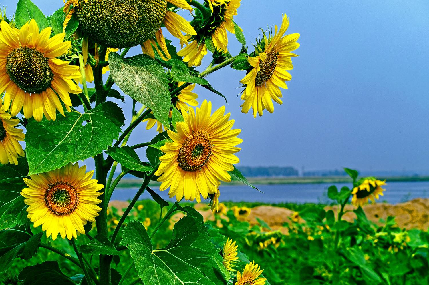 , Борис Бусыгин