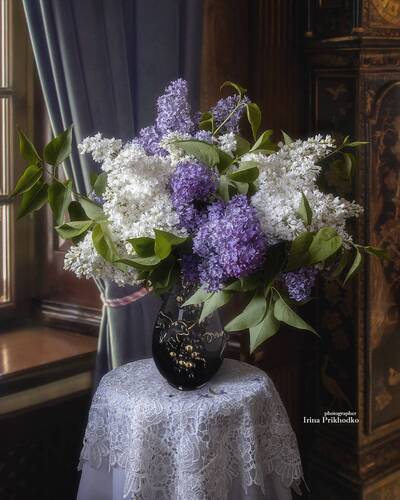 Когда цветет сирень