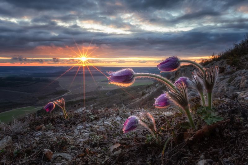крым, сон-трава, закат, пейзаж, весна, цветы, горы, терновка, севастополь Сон-трава в лучах заката фото превью