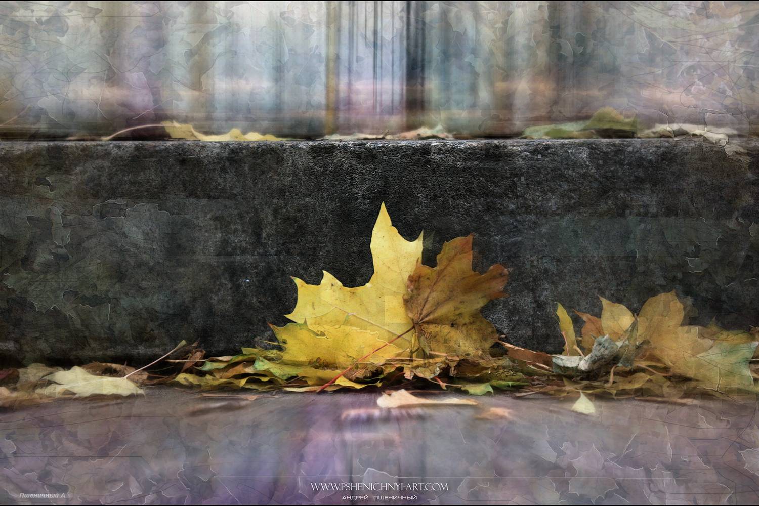 осень, кленовые листья, этюд, минимализм, октябрь, опавшая листва, дождь, силуэт, Пшеничный Андрей