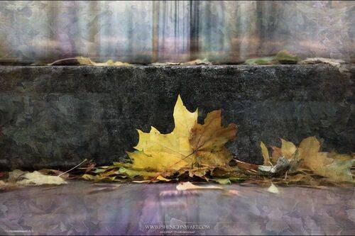 Этюд осеннего дождя