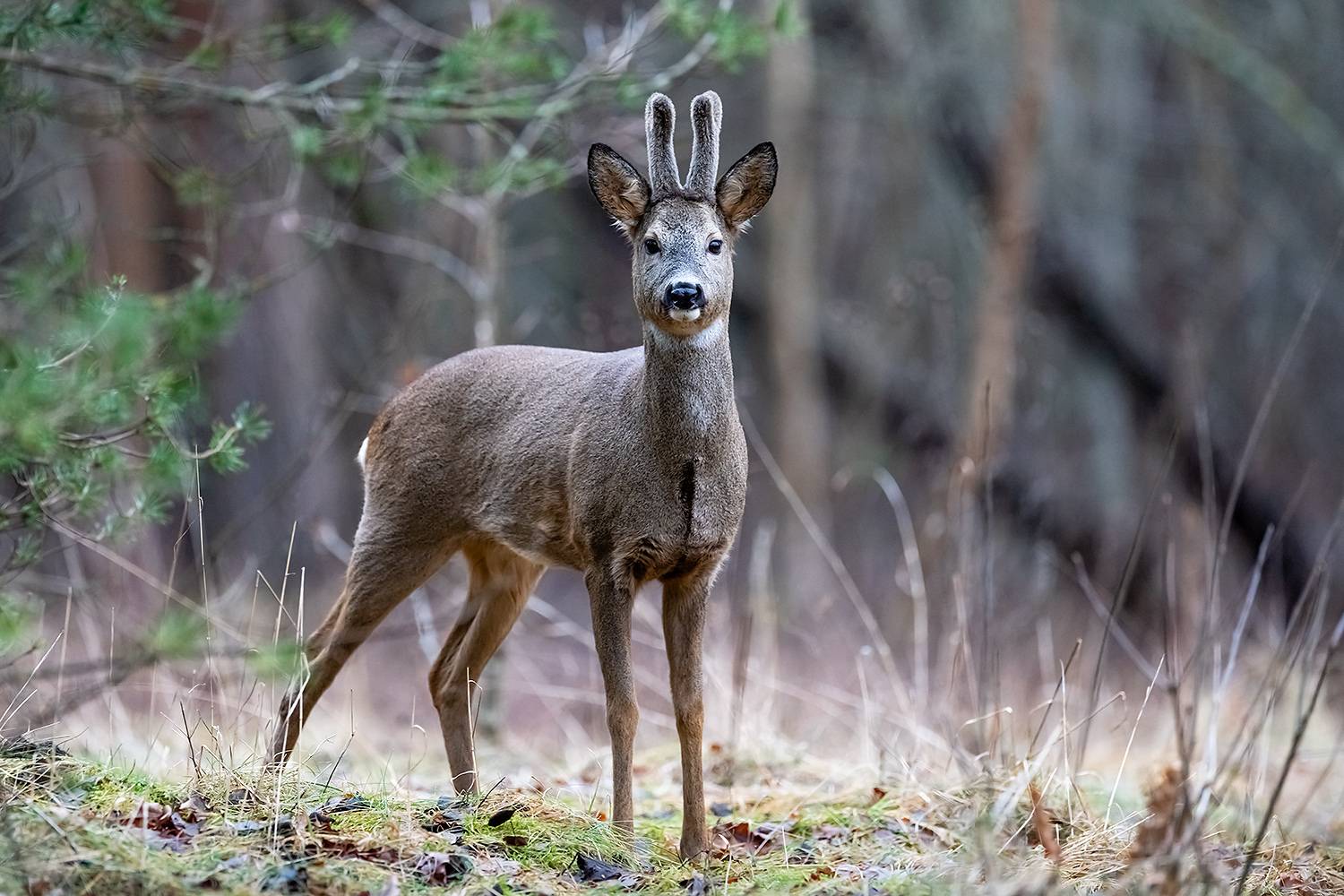 , Абросимов Александр