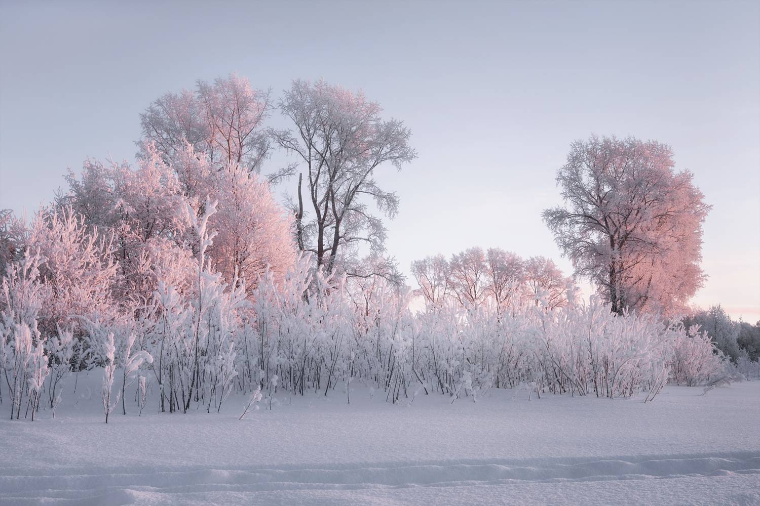 зима иней мороз деревья кусты вечер розовый, Вера Ра