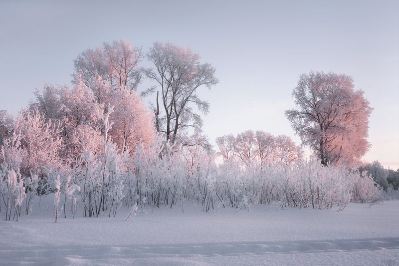 зима иней мороз деревья кусты вечер розовый Зимняя зарисовка в розовом свете фото превью