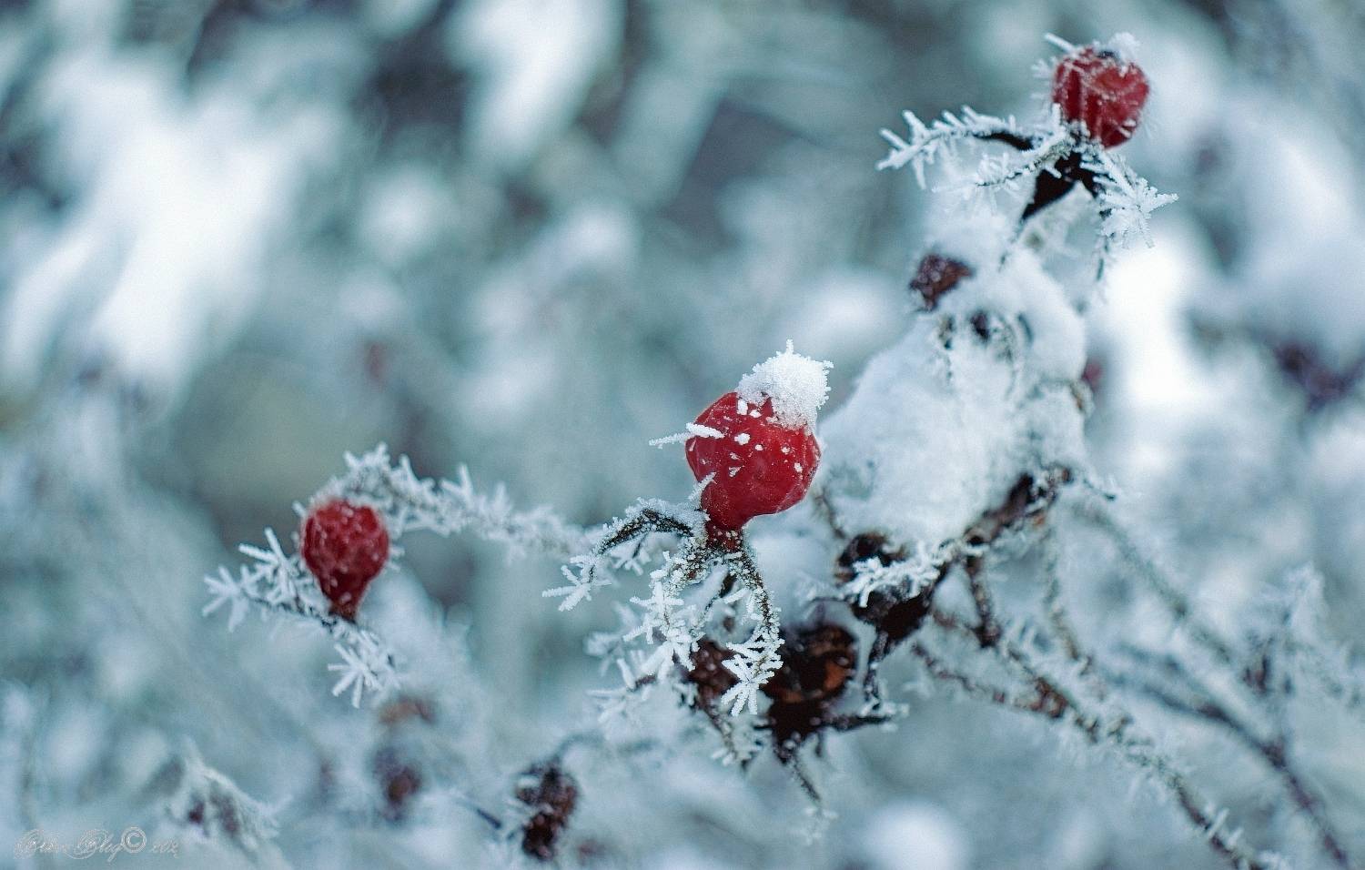 , Орлов Олег