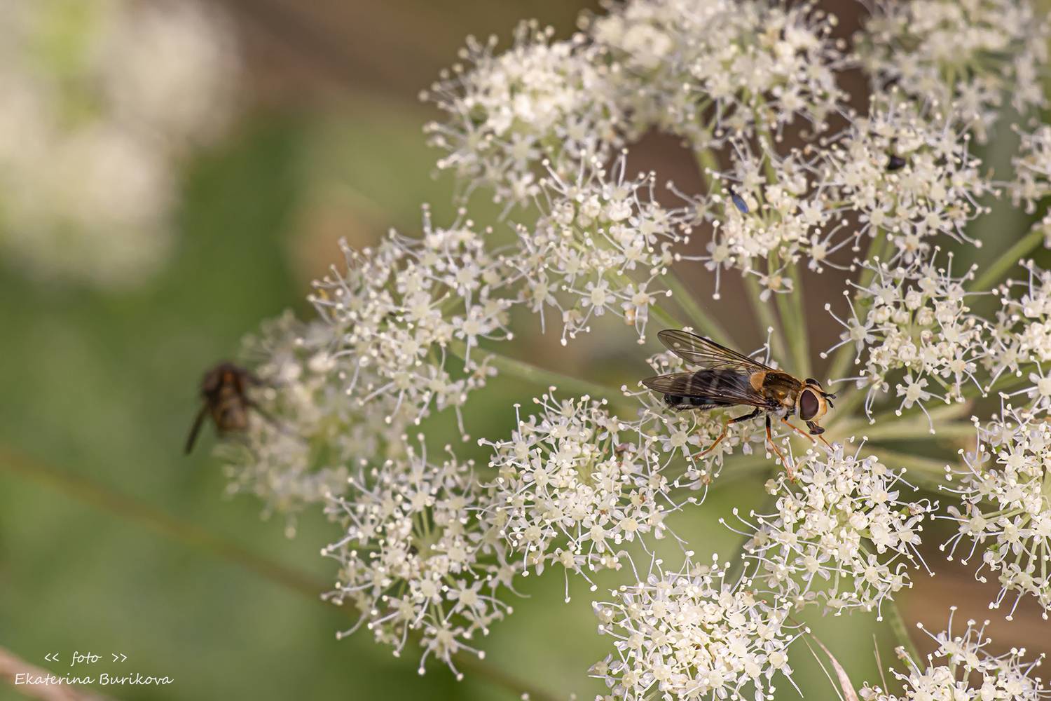 , Бурикова Екатерина