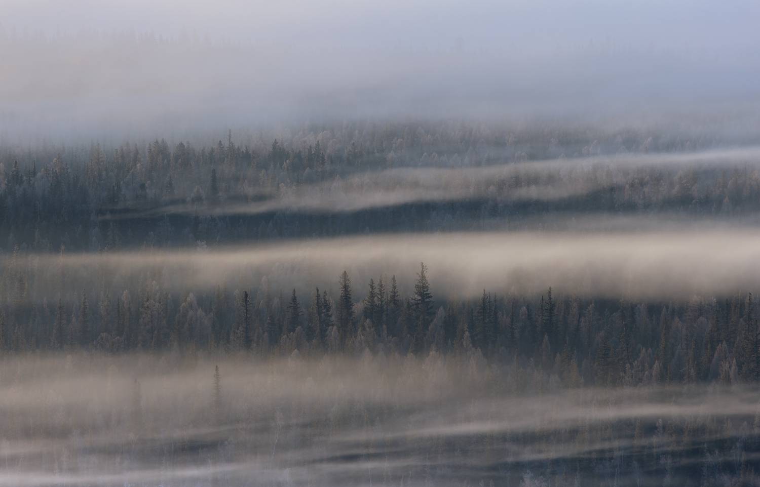 курай, алтай, сибирь, природа, туман, лес, горный алтай, Ekaterina Romanova