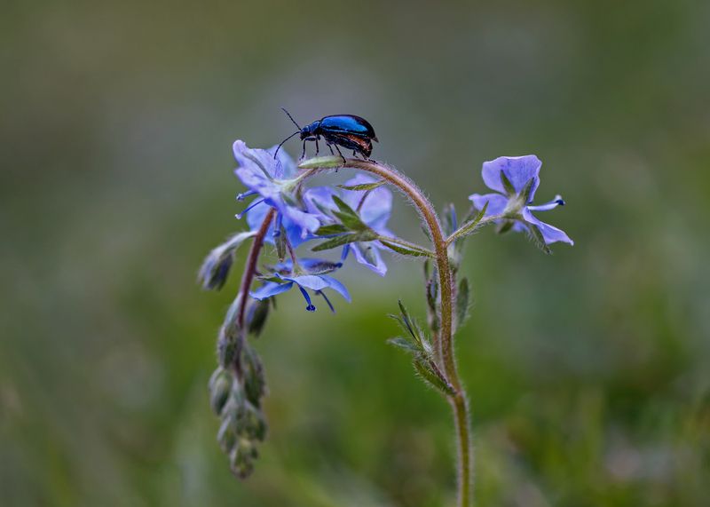 жук, вероника луговая, цветок, макро, macro  фото превью