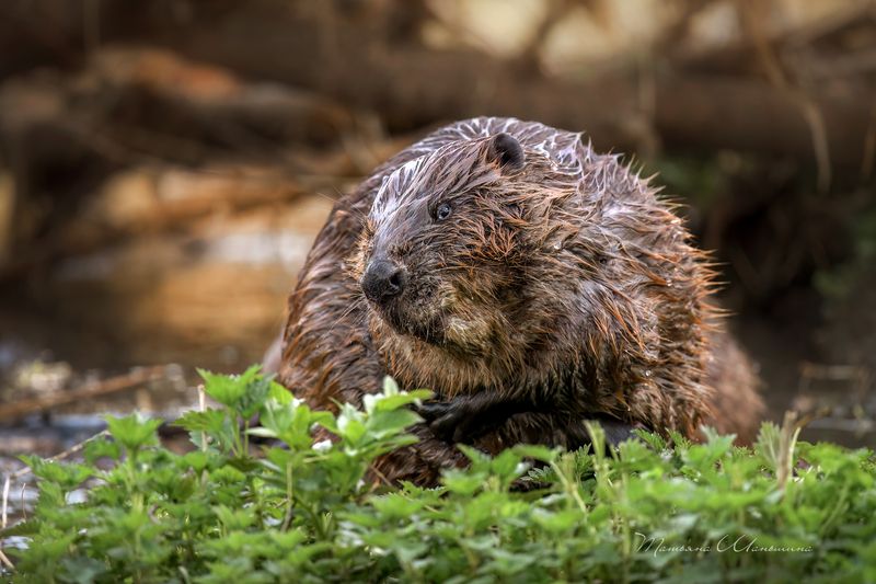 Довольный бобрик фото превью