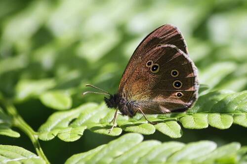 Глазок цветочный (Aphantopus hyperantus)