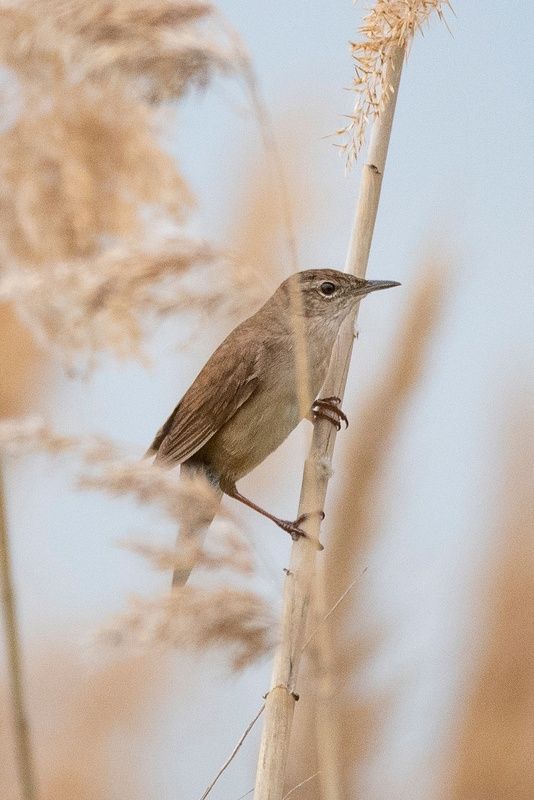 птицы Соловьиный сверчок фото превью