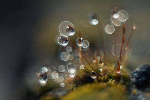 Сокровища Крымской зимы.