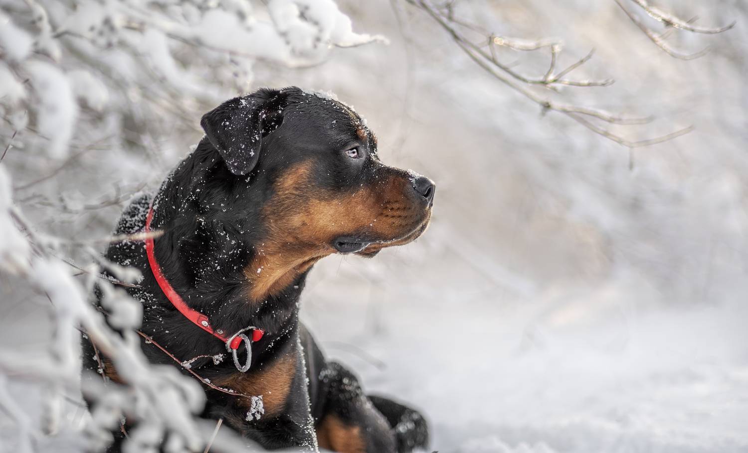 , Яна Кудлай