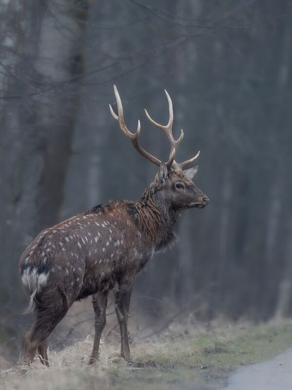 олень, лес, поход, природа, deer, forest, nature, naturephotografy, nikon, nikonrussia, никон На обочине фото превью