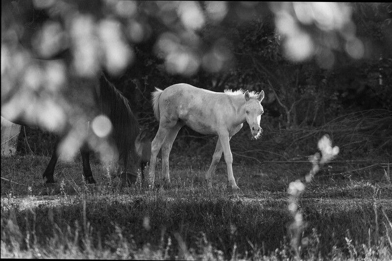пейзаж, чб, черно белое, репортаж, природа, лошадь, жеребенок, лето  фото превью