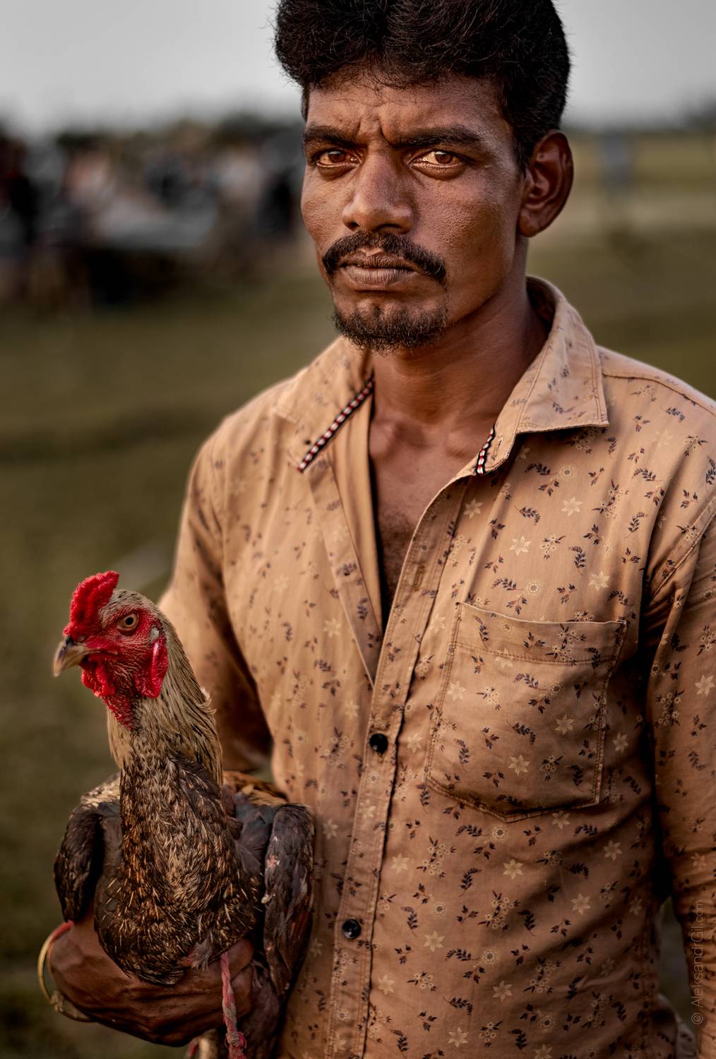 индия, петух, india, стрит, Гиль Александр