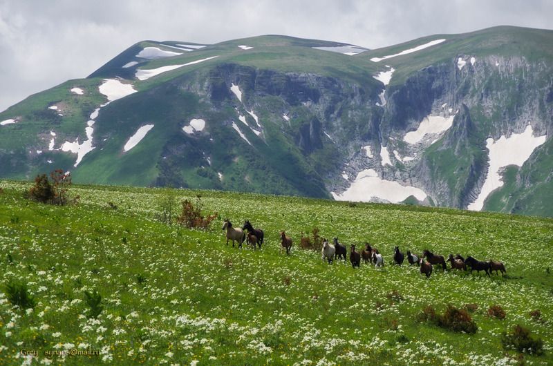горы адыгея кони луга альпика лагонаки Ветер и Воля! фото превью