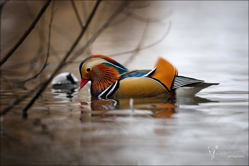 * * * фото превью