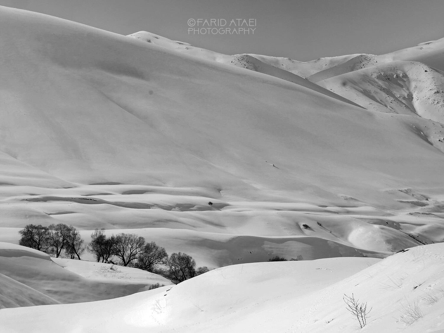 , Farid Ataei