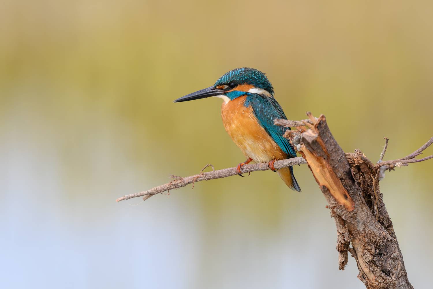 птица, фотоохота, зимородок, природа, фауна, Vladimir Kulikov