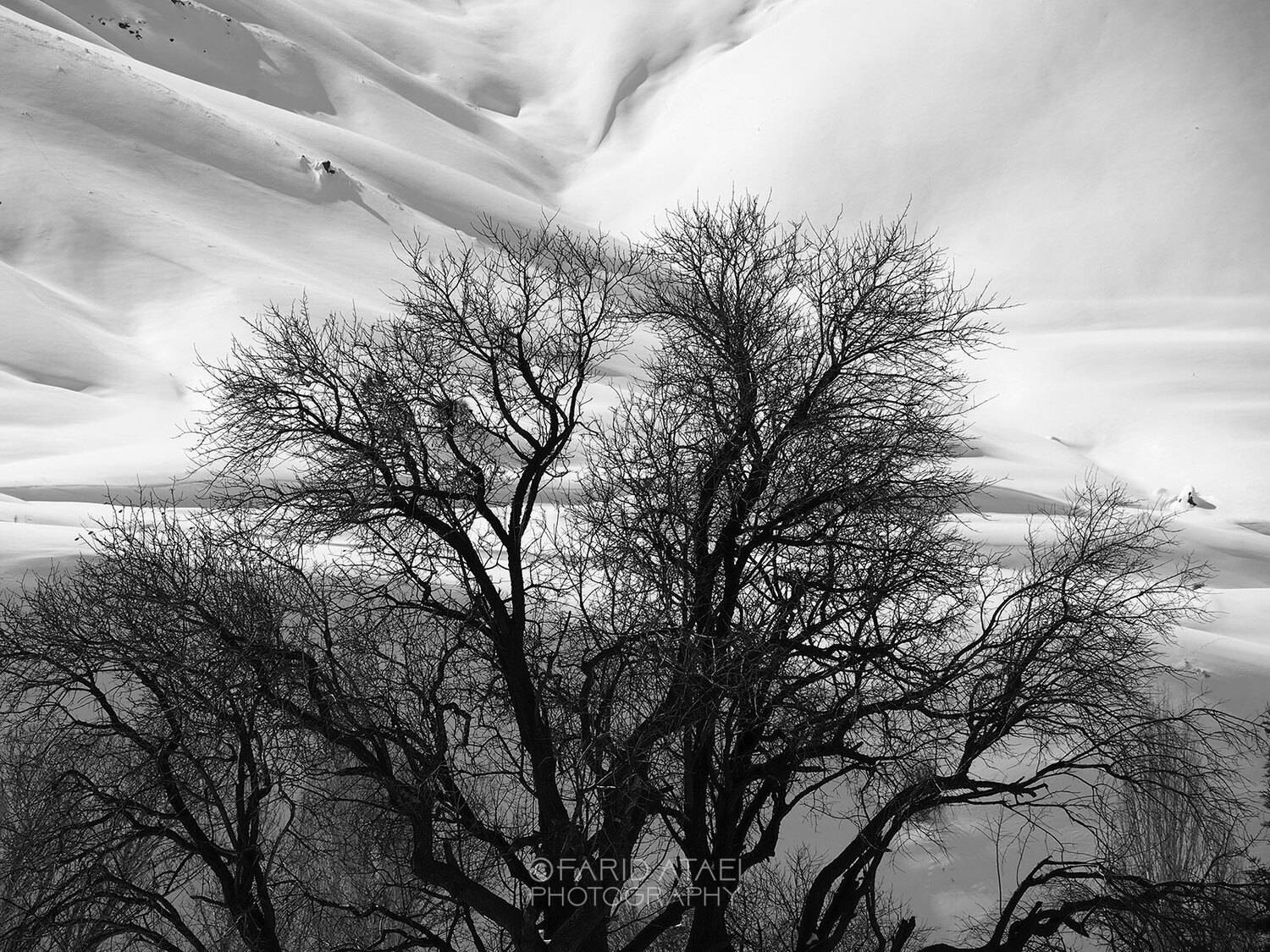 , Farid Ataei