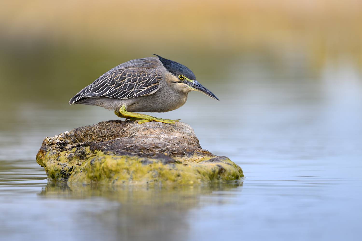 птица, фотоохота, цапля, природа, фауна, Vladimir Kulikov