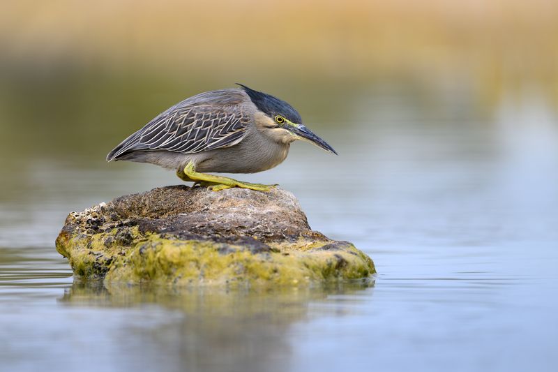 птица, фотоохота, цапля, природа, фауна Зеленая кваква фото превью