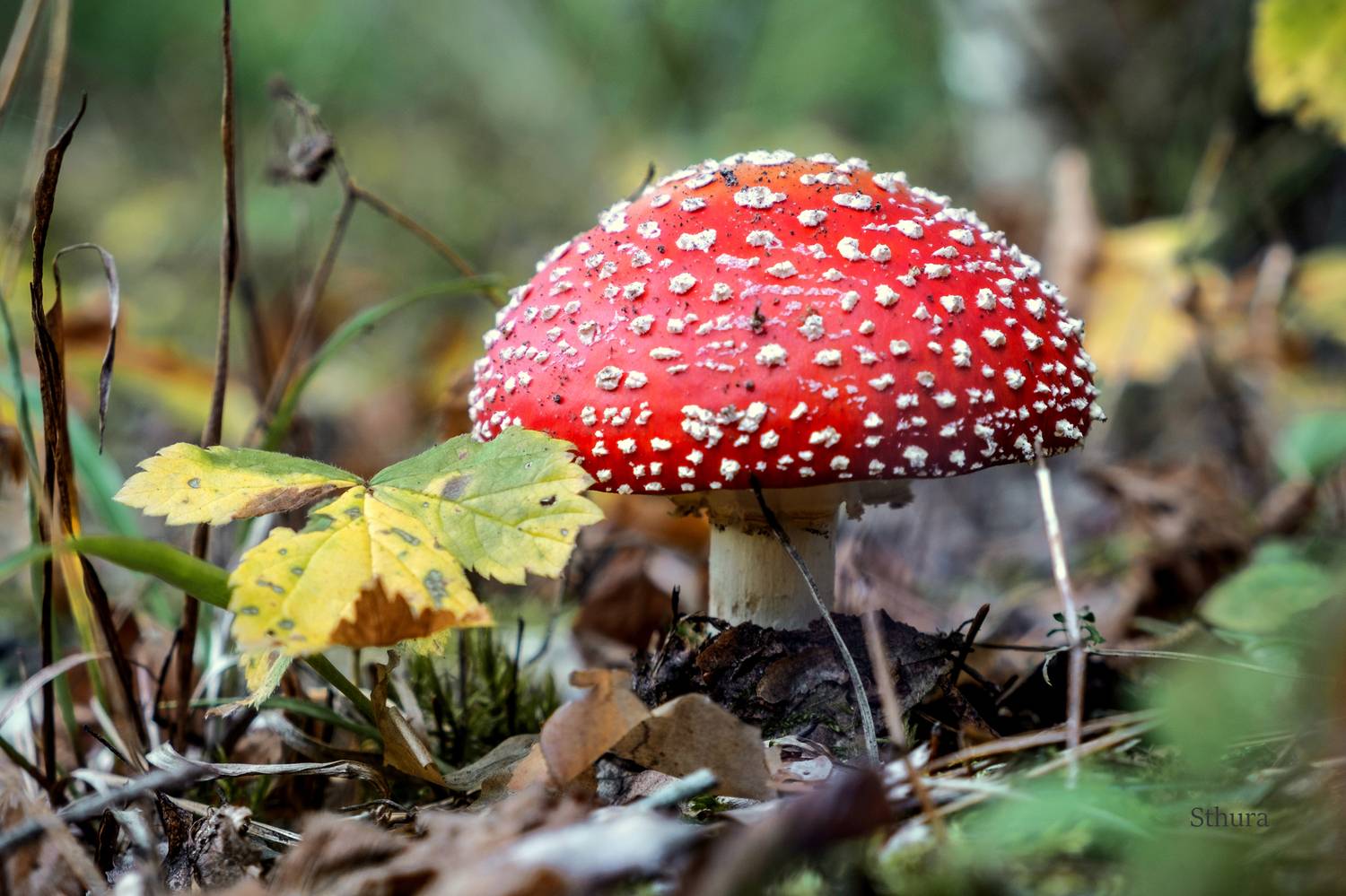 лето гриб мухомор, Александр Строков