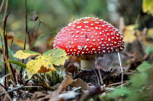 Красивая шляпка.