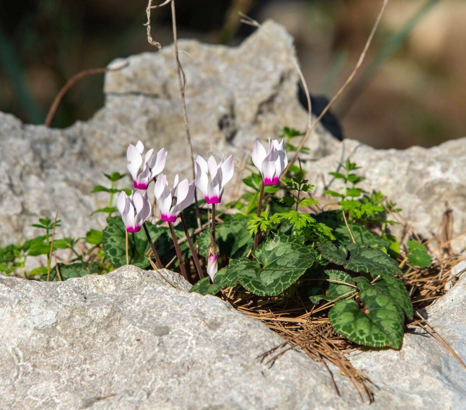 , Vladimir Bragilevsky