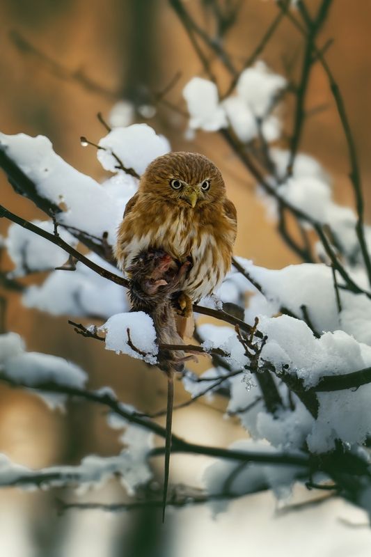 #WildlifePhotography #NorthernPygmyOwl #NaturePhotography #WinterWildlife #BirdOfPrey #WildlifeInWinter #SnowyScene #BirdPhotography #NatureMoments #WildlifeHunting #RaptorPhotography #WildlifeInSnow #NatureInWinter #OwlPhotography #WildlifeCapture Winter\'s Feast фото превью