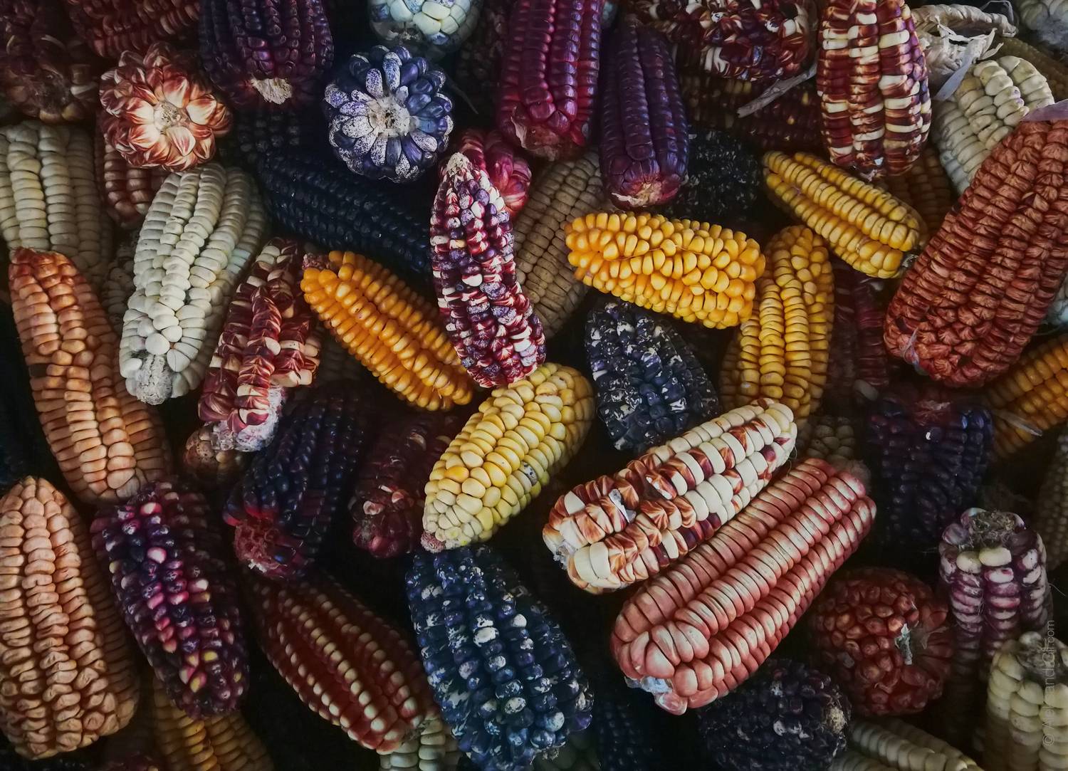 кукуруза, food, еда, corn, Гиль Александр