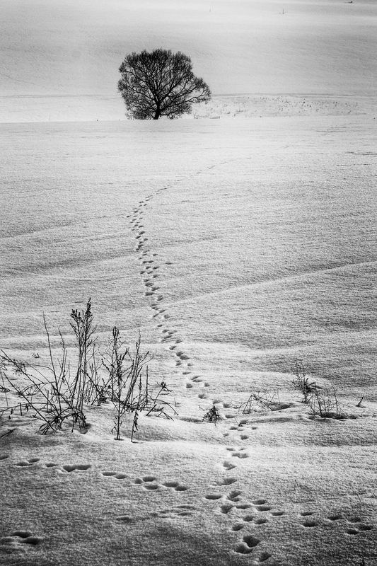 зима снег следы *** фото превью