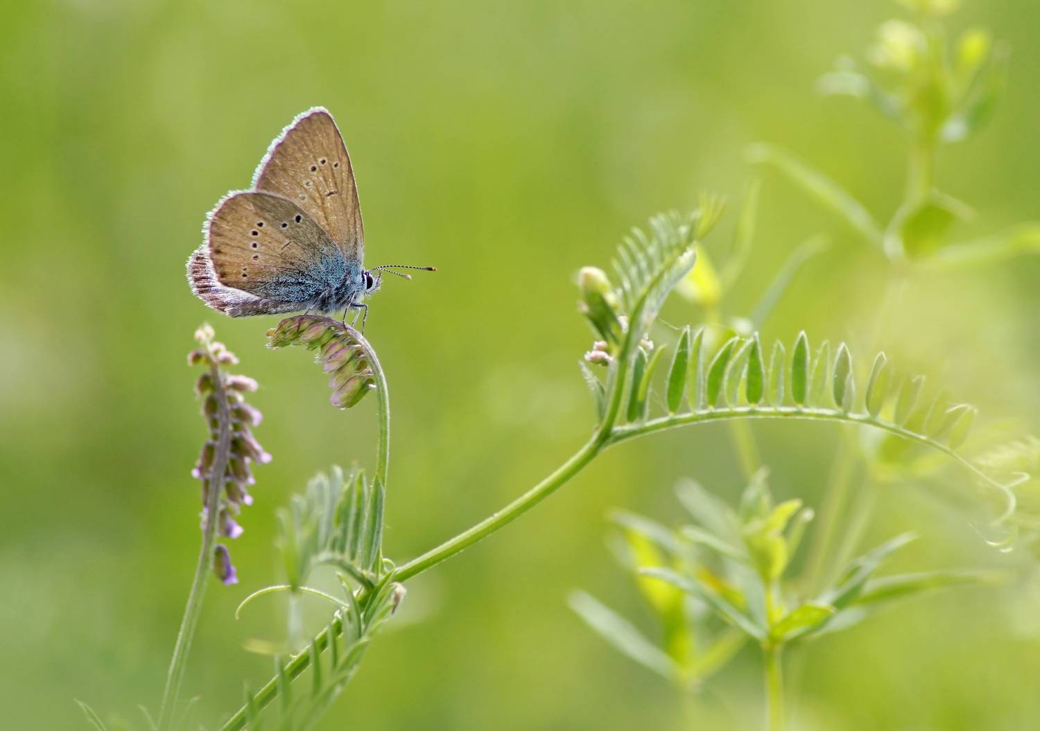 , Чепленко Алексей