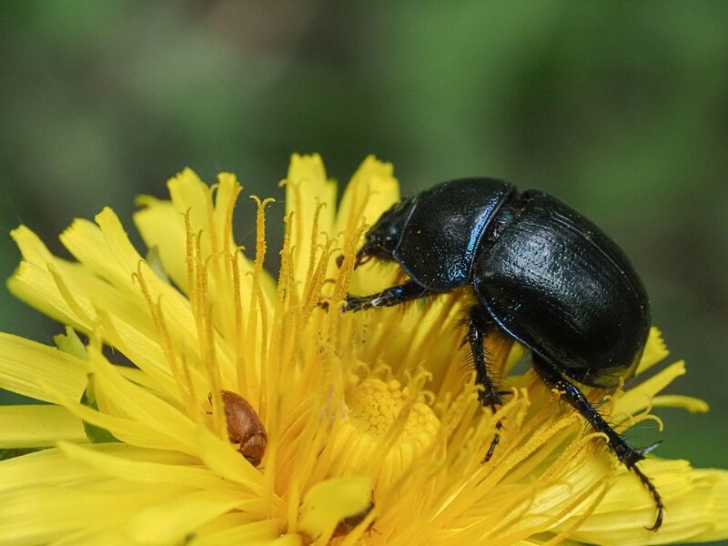 макро, навозник, малинный на одуванчике фото превью