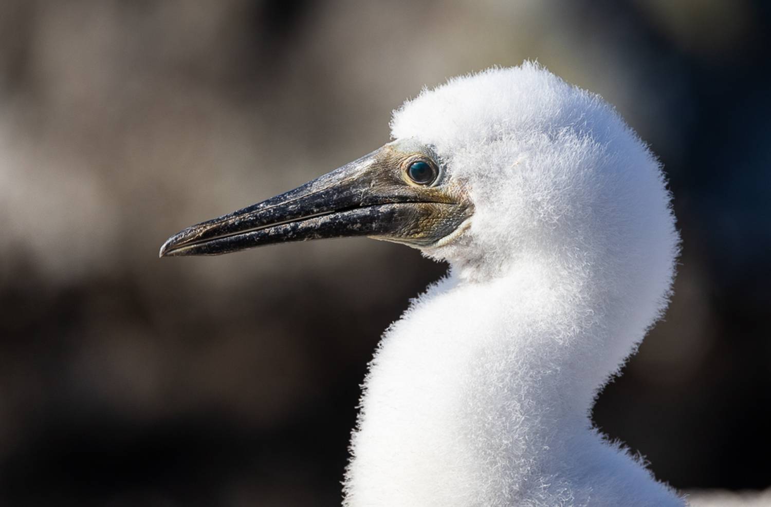 , Лозицкий Александр