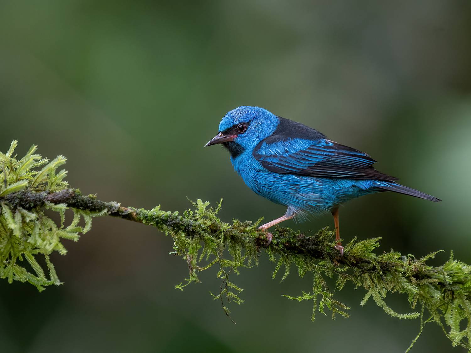 , Fernando Burgalin Sequeira